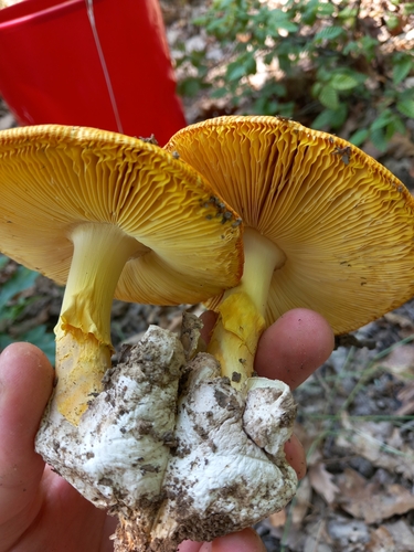 Caesar's mushroom