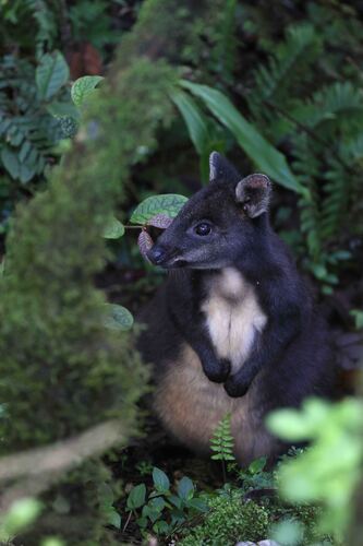 Calaby's Pademelon (Thylogale calabyi) — Endangered Mammalia