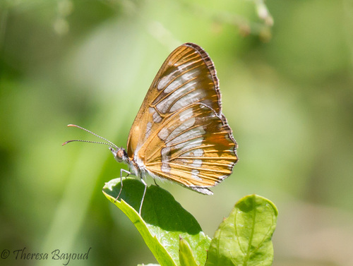 Common Mestra