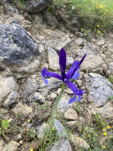 Avistamiento Iris azul de las marismas (Iris xiphium)