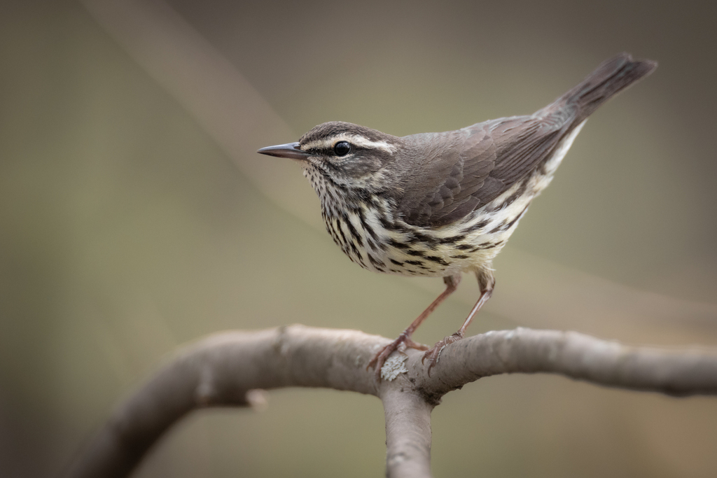 Northern Waterthrush (Parkesia noveboracensis) photo
