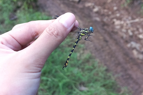 Paragomphus reinwardtii
