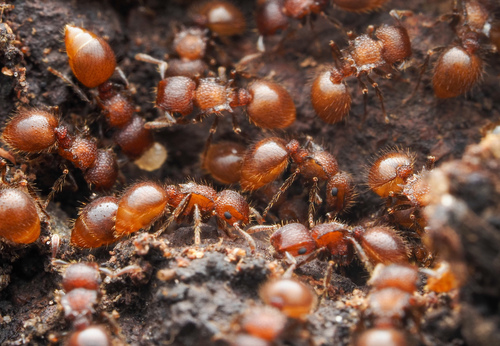 Meranoplus ferrugineusMeranoplus ferrugineus