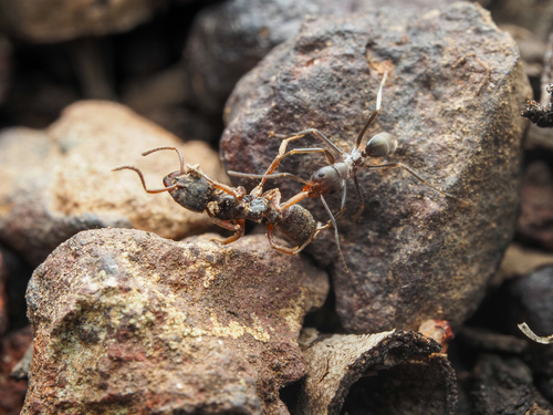 Iridomyrmex omalonotusIridomyrmex omalonotus