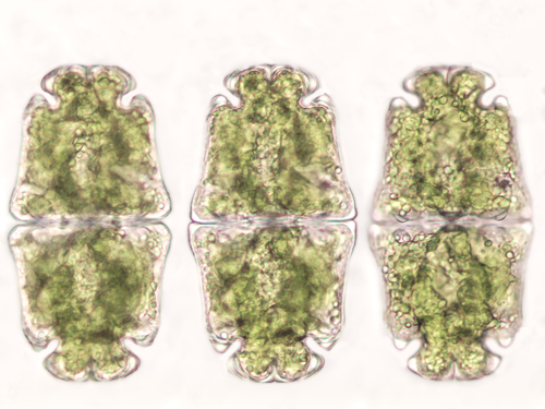 Euastrum crassum var. crassum