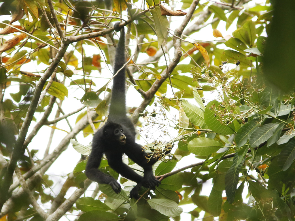 Macaco Aranha - Fotografias e Filmes do Acervo - Getty Images