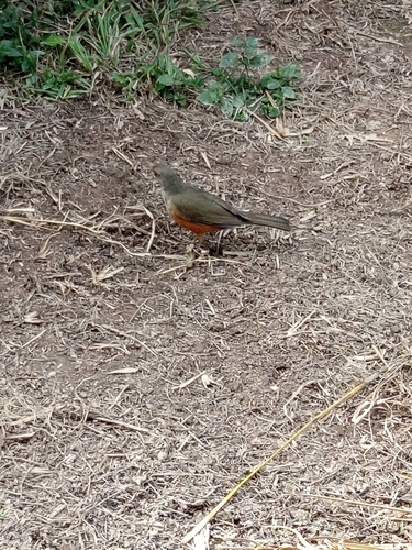 Rufous-bellied Thrush