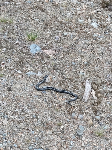 Adder