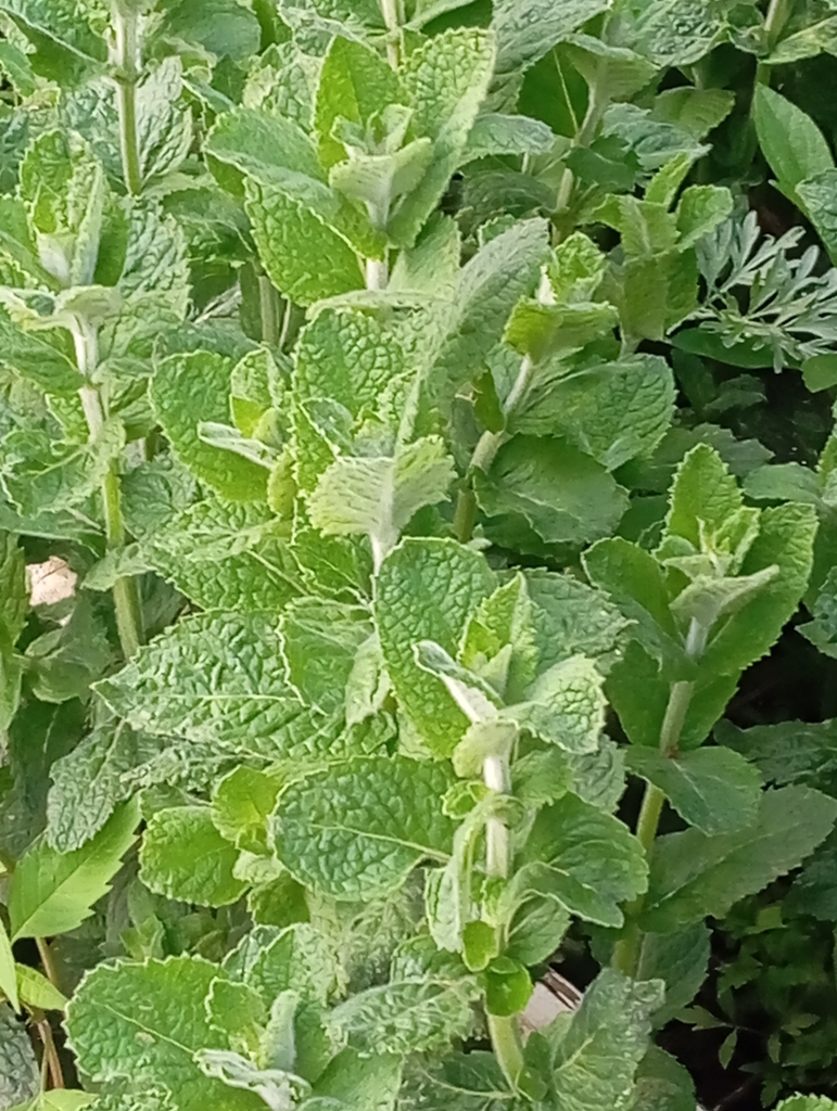 Mentha × piperita