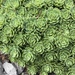 Sedum pachyclados - Photo (c) Emily Payne, all rights reserved, uploaded by Emily Payne