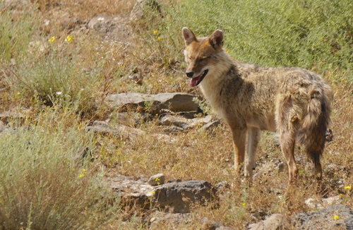Golden Jackal