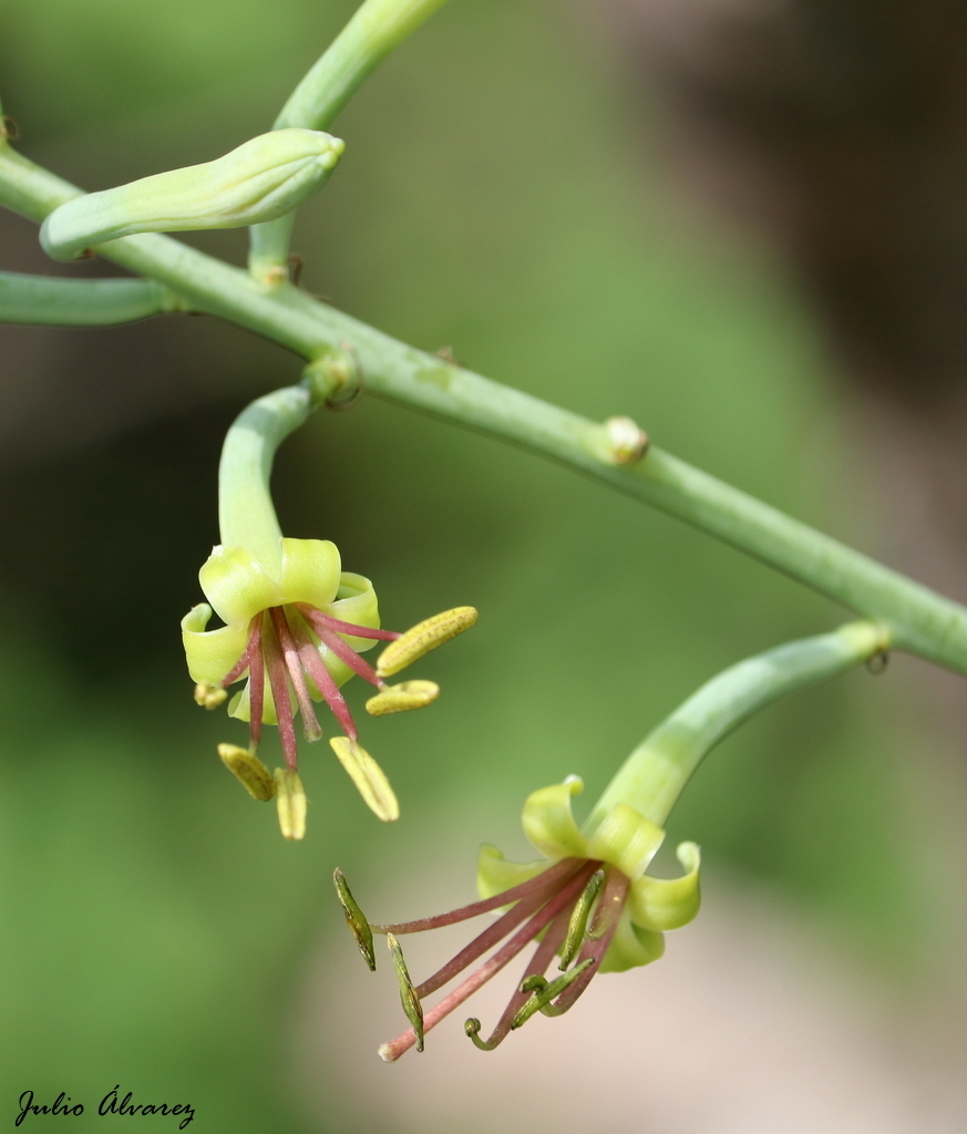 Manfreda elongata