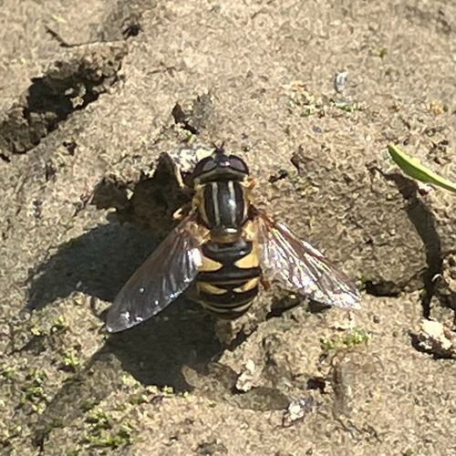 Unknown species found near Moyie Springs, ID, US