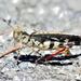 Marbled Grasshopper - Photo (c) Alex Salcedo, all rights reserved, uploaded by Alex Salcedo