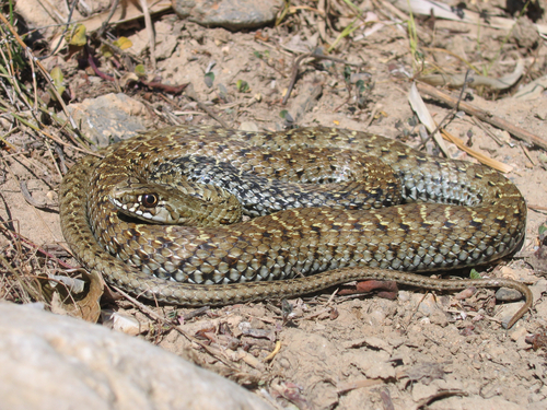 Western Montpellier Snake
