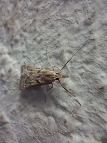 Stemmatophora borgialis