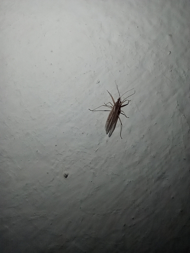Pale Damsel Bug
