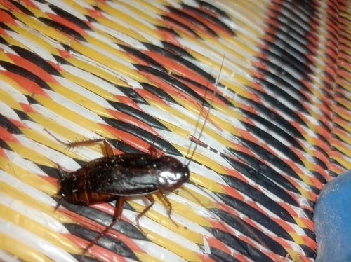 Oriental Cockroach