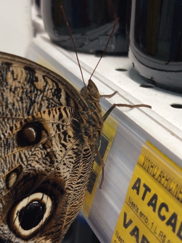 Dark Owl-Butterfly