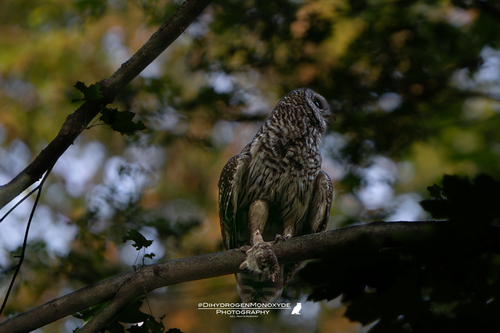 View observation of {o.common_name} on iNaturalist