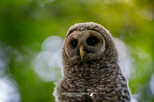 View observation of {o.common_name} on iNaturalist