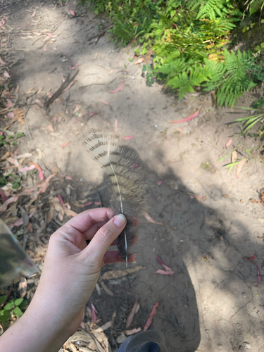 View observation of {o.common_name} on iNaturalist