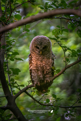 View observation of {o.common_name} on iNaturalist