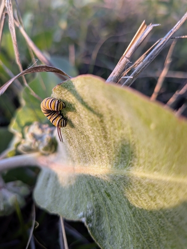 Monarch