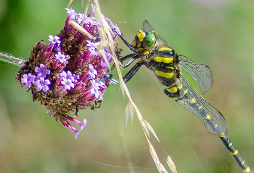 Golden-ringed Dragonfly
