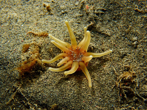 Arctic Burrowing Anemone (Halcampa arctica) · iNaturalist