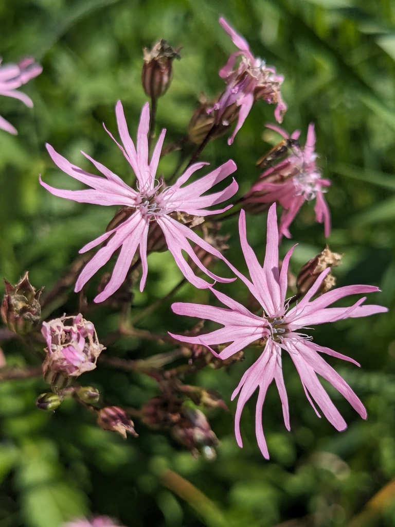 Ragged-robin