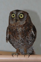 Ryukyu Scops-Owl