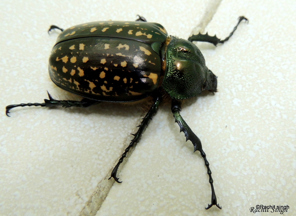 その他 Giant Beetles: Euchirinae - Dynastinae Giant Beetles: Euchirinae - Dynastinae