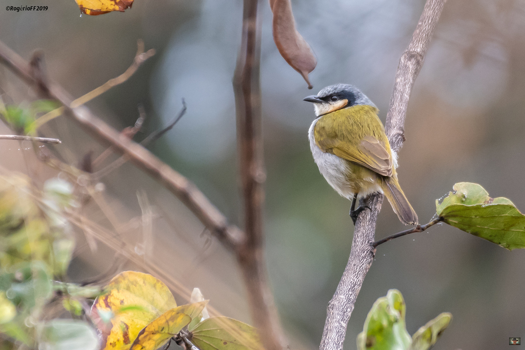 Black-collared Bulbul photo