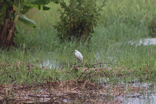 Little Egret
