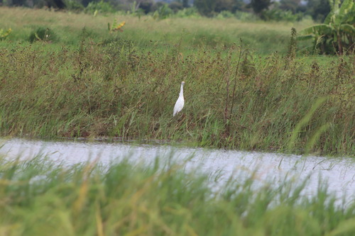 Western Cattle-Egret