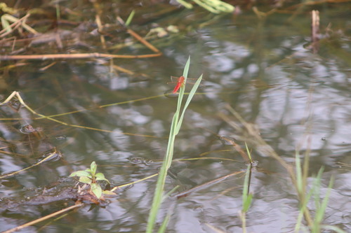 Broad Scarlet