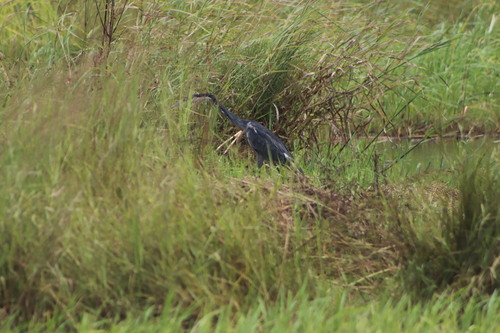 Black-headed Heron
