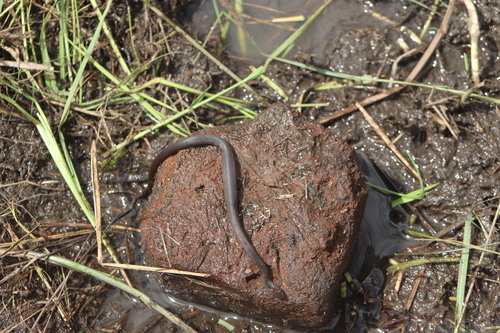 Olive Marsh Snake