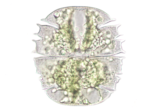 Micrasterias truncata var. semiradiata