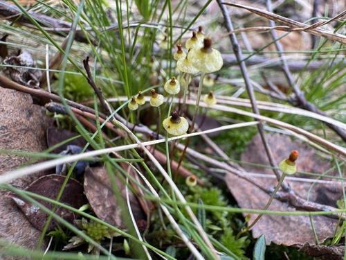 Splachnum melanocaulon