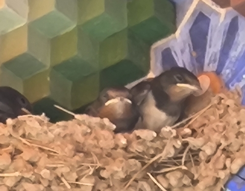 Barn Swallow