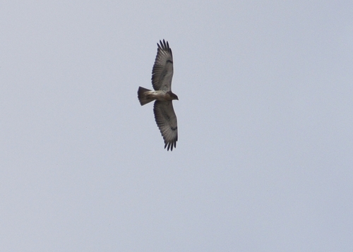 Red-necked Buzzard