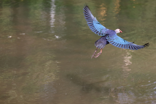 Gray-headed Swamphen