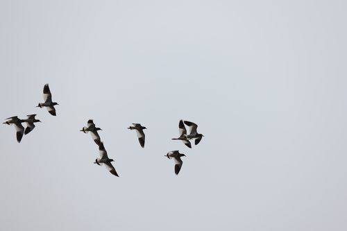 Grey-headed Lapwing