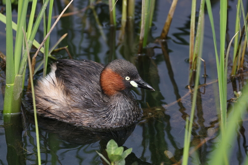 Little Grebe