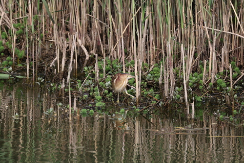 Yellow Bittern