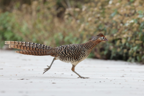 Lady Amherst's Pheasant