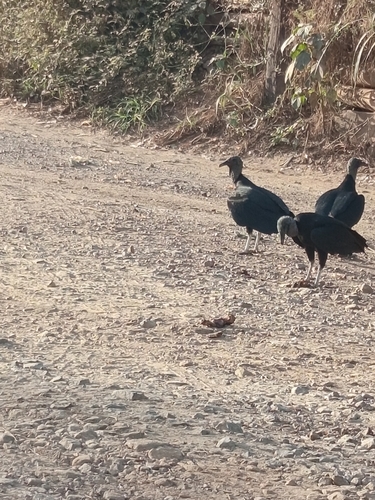 Black Vulture