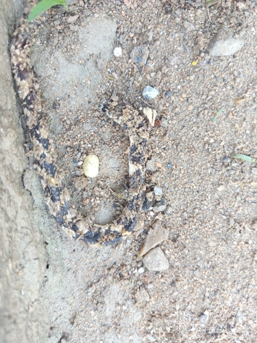 Neuwied's Tree Snake
